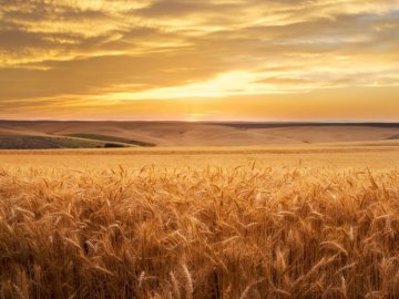 На Волині фермер незаконно заволодів землею, яка коштує 23 мільйони