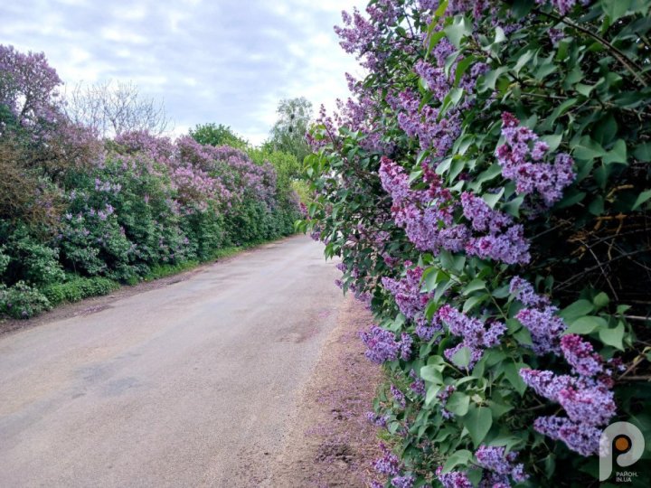 Вражає красою та ніжністю: на Волині рясно зацвіла бузкова алея. ФОТО