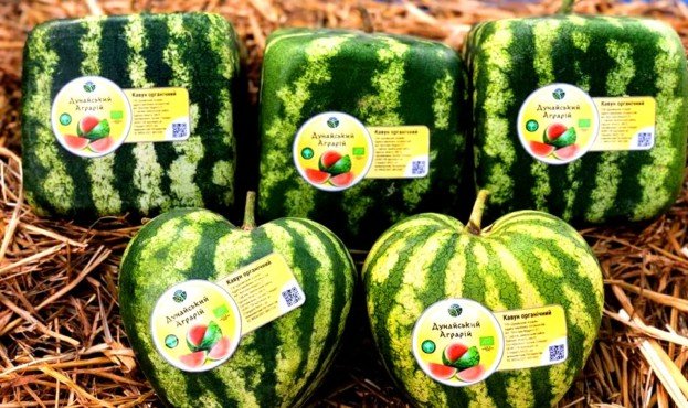 На Одещині вперше виростили квадратні органічні кавуни. ФОТО