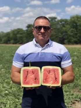 На Одещині вперше виростили квадратні органічні кавуни. ФОТО