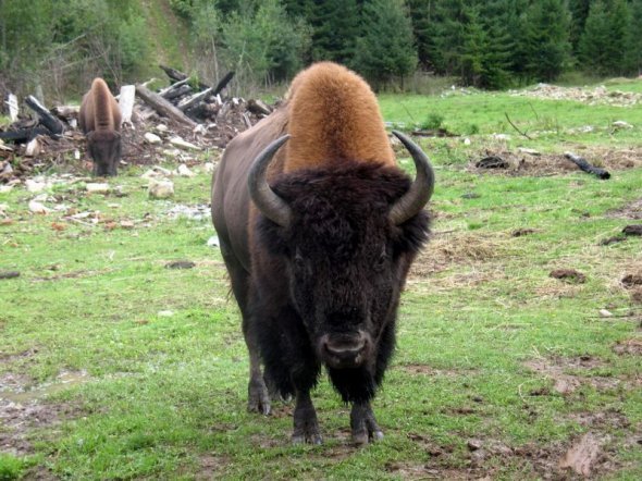 Топ-5 екзотичних ферм України. ФОТО