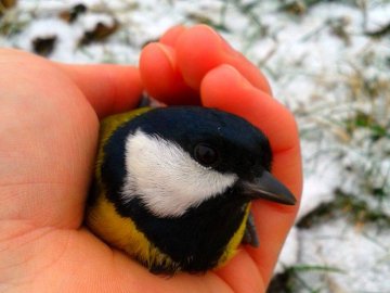 Перші подихи зими на Волині у об'єктиві фотографа