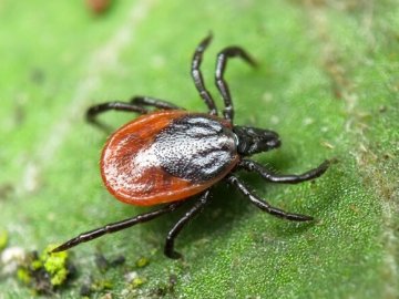 На Волині двоє дітей «підчепили» небезпечну хворобу