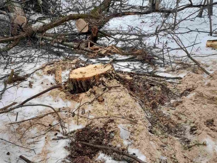 Незаконна вирубка дерев на Волині заподіяла шкоди довкіллю на мільйони, - екологи