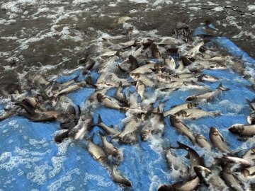 В озеро Пісочне випустили тисячі карасиків. ВІДЕО