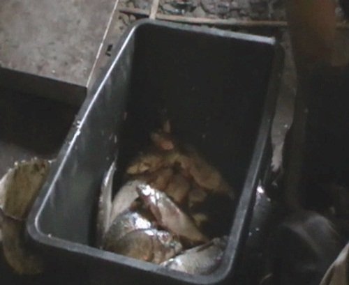 На Волині викрили підпільний рибний цех. ФОТО