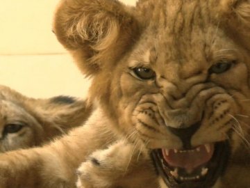 Самець демонструє владу: як обживаються в Луцькому зоопарку миколаївські левенята. ВІДЕО