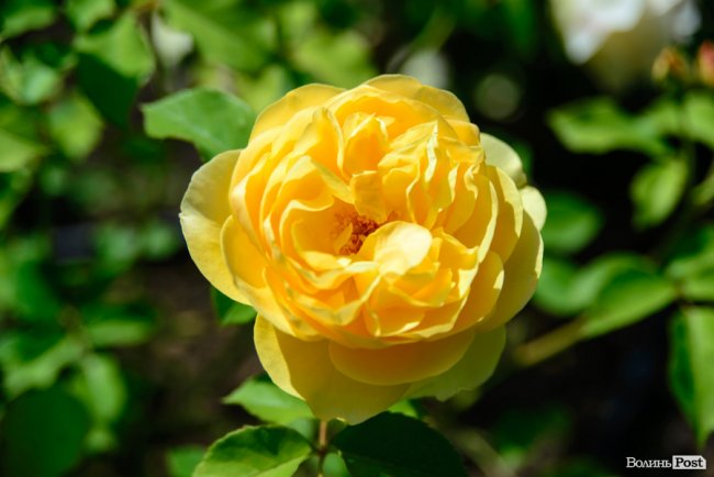 Літні пахощі: головний собор Луцька тоне в трояндах. ФОТОРЕПОРТАЖ