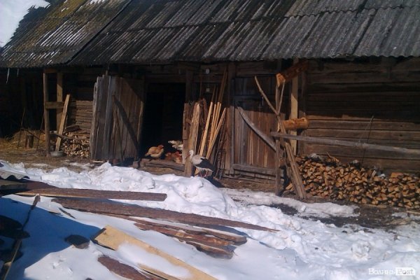 Лелека у селі на Волині їсть сало і дружить з індиками. ФОТО. ВІДЕО