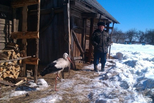 Лелека у селі на Волині їсть сало і дружить з індиками. ФОТО. ВІДЕО