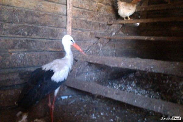 Лелека у селі на Волині їсть сало і дружить з індиками. ФОТО. ВІДЕО