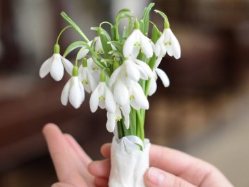 У Луцьку влаштували облаву на продавців рідкісних підсніжників