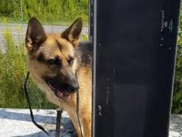 На Рівненщині поліцейські і волонтери добу рятували покинуту вівчарку. ФОТО