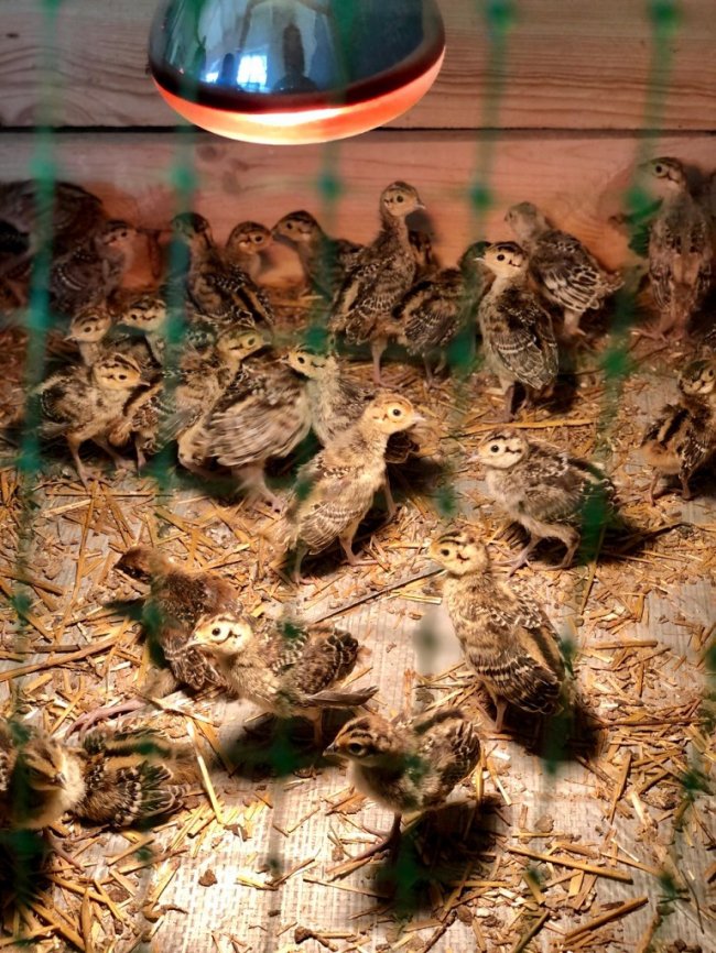 У волинському лісництві вирощують перше потомство фазанів. ФОТО