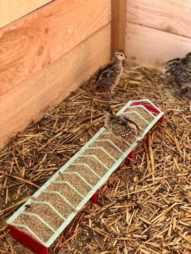 У волинському лісництві вирощують перше потомство фазанів. ФОТО