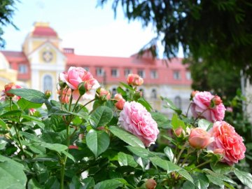 На території собору в центрі Луцька зацвіли тисячі троянд