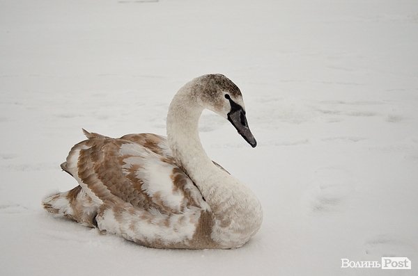 У Луцьку на замерзлій річці оселився  лебідь. ФОТО