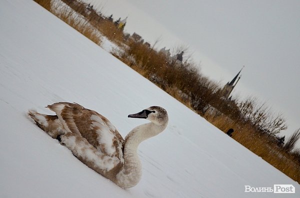 У Луцьку на замерзлій річці оселився  лебідь. ФОТО