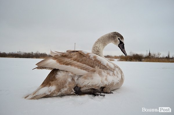 У Луцьку на замерзлій річці оселився  лебідь. ФОТО