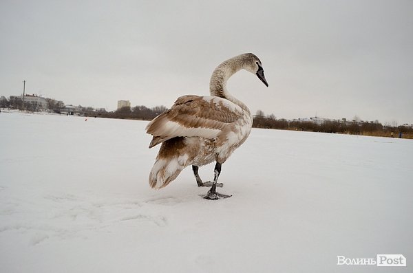 У Луцьку на замерзлій річці оселився  лебідь. ФОТО