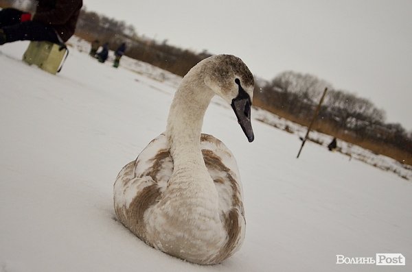 У Луцьку на замерзлій річці оселився  лебідь. ФОТО