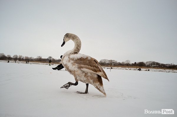 У Луцьку на замерзлій річці оселився  лебідь. ФОТО