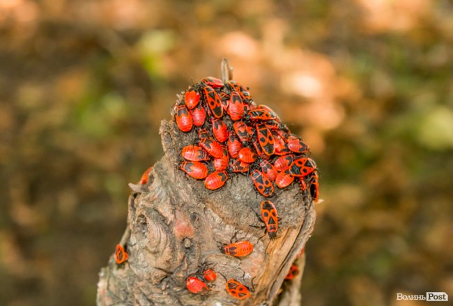«Хто живе на ЛПЗ, тому у житті везе»: день на луцькому районі контрастів. ФОТО