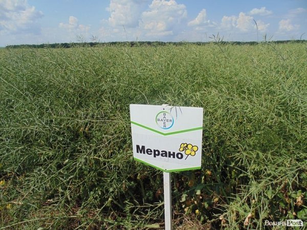 День поля на «Волинь-зерно-продукті». ФОТО*