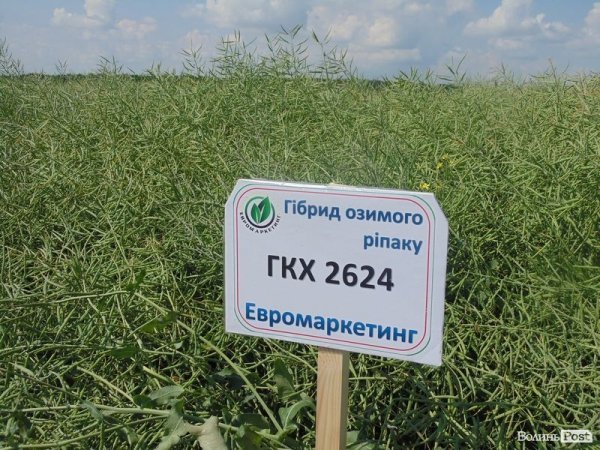 День поля на «Волинь-зерно-продукті». ФОТО*