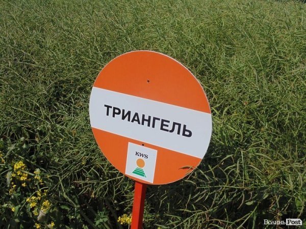 День поля на «Волинь-зерно-продукті». ФОТО*