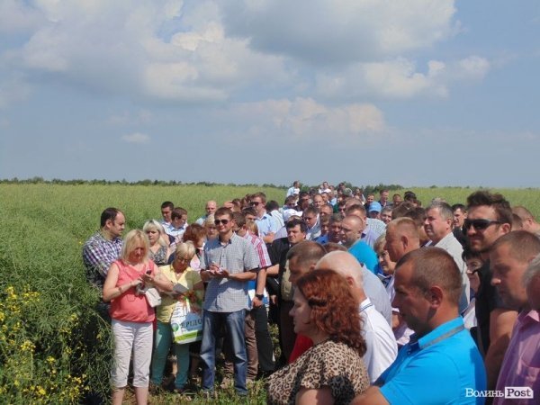 День поля на «Волинь-зерно-продукті». ФОТО*