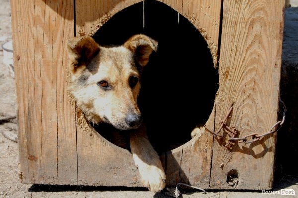 Іноземці безплатно стерилізуватимуть луцьких собак