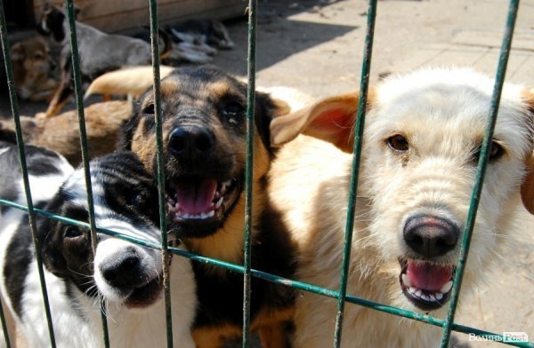 Іноземці безплатно стерилізуватимуть луцьких собак