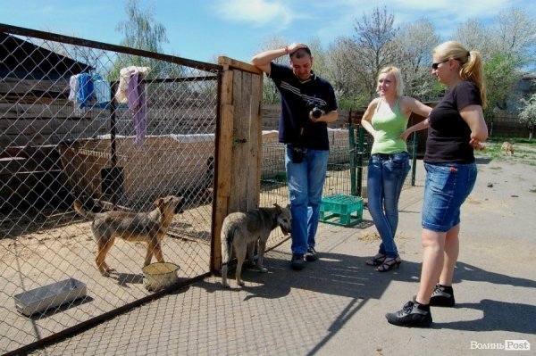 Іноземці безплатно стерилізуватимуть луцьких собак