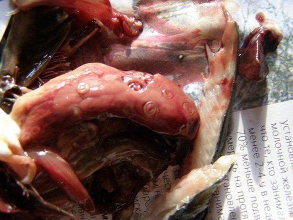 У рибі, купленій в луцькому Сільпо, знайшли жахливих створінь. ФОТО