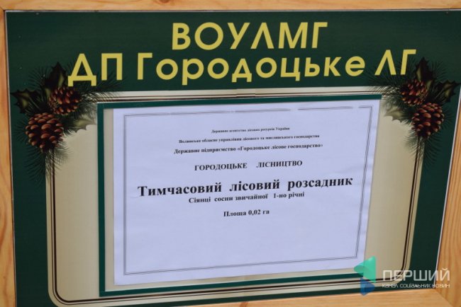 Експеримент на Волині: у лісах посадять новий вид дерев