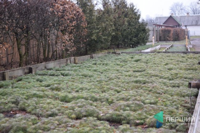 Сіянці сосни у розсаднику