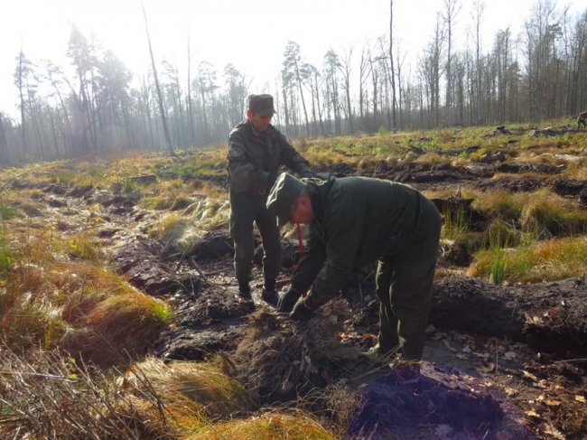 У Цуманській пущі висадили тисячі дубів. ФОТО