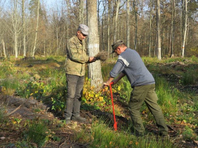 У Цуманській пущі висадили тисячі дубів. ФОТО