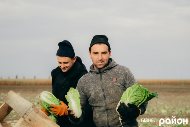 Як на Волині роблять бізнес на пекінській капусті