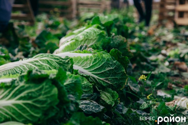 Як на Волині роблять бізнес на пекінській капусті