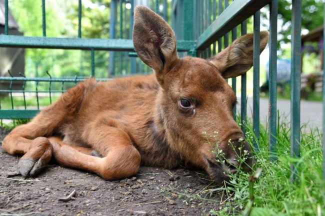У луцькому зоопарку показали лосеня, яке знайшли біля ковельської траси. ВІДЕО