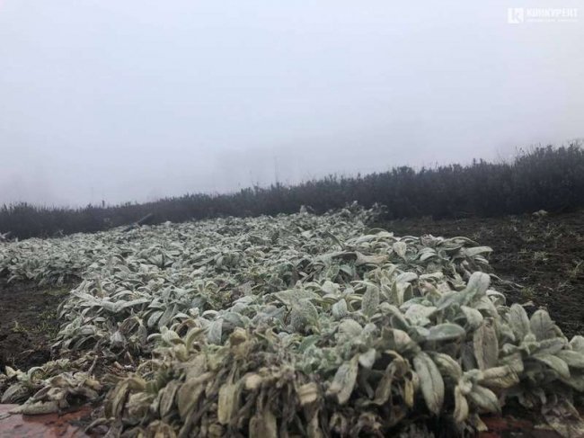 Луцьк «тоне» в густому тумані. ФОТО