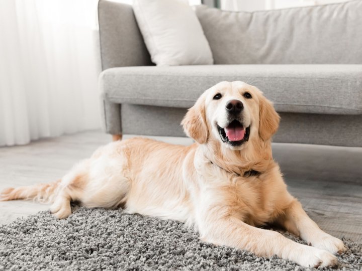 Як витягнути кліща у собаки в домашніх умовах