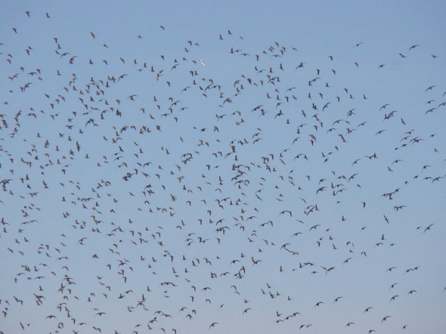 На Волині зафіксували найбільшу за 10 років міграцію мартинів. ФОТО