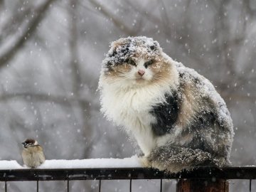  На Україну насувається новий циклон