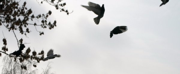 Фотовиставка Тетяни Полуектової