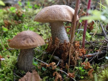 Погода у Луцьку та Волинській області на завтра, 12 серпня