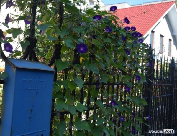 Місто, яке я люблю. Квіти Луцька