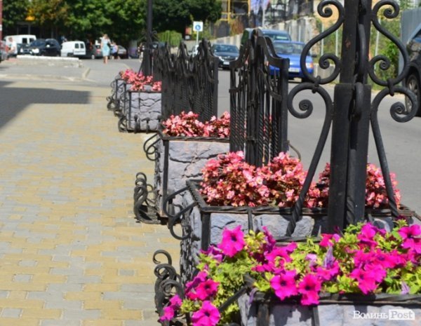 Місто, яке я люблю. Квіти Луцька